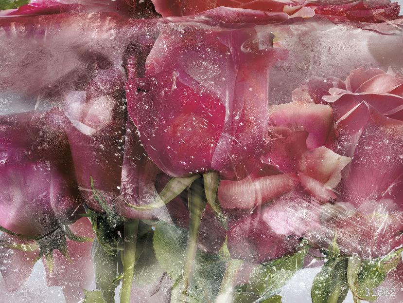 31662 (Flower Dreams)