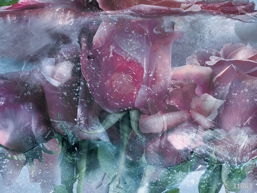 31663 (Flower Dreams)